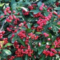 火棘樹苗即可做籬笆綠籬又可做盆景秋季紅果滿枝