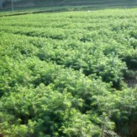 供應(yīng)白皮松，油松，華山松，雪松等
