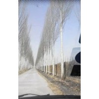 出售椿樹小苗、合歡小苗、毛白楊小苗、國槐小苗