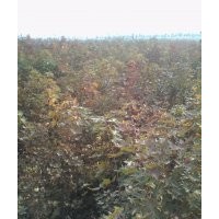 大量供應(yīng)五角楓、欒樹、櫻花、合歡苗