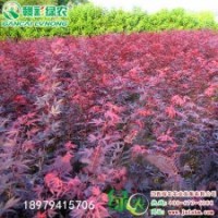 日本紅楓三季紅 江西三季紅小苗報(bào)價(jià) 正宗優(yōu)質(zhì)三季紅紅楓小苗