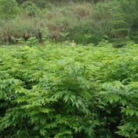 供應海南黃花梨