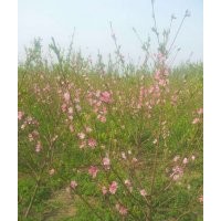 大量供應(yīng)嫣紅菊花桃、質(zhì)量保證、！