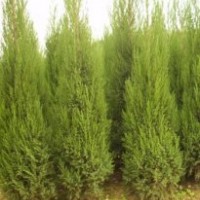 供應(yīng)大量蜀檜1.5米20元，2米35元