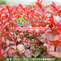 紅葉喬木紫薇（1號） 紫薇嫁接