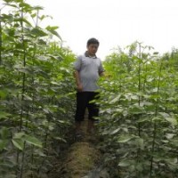 速生白蠟小苗 白蠟嫁接條 國槐嫁接條 法桐扦插條