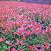 運城紅葉石楠苗