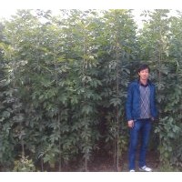 速生白蠟當(dāng)年苗