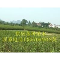 廣西苗木 八月桂，香樟，天竺桂，銀杏，紫薇，紅葉石楠，楊梅苗