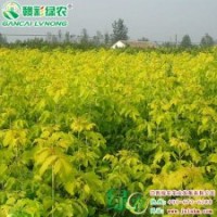 金葉復(fù)葉槭 葉色柔和不焦邊 紅楓小苗供應(yīng)|批發(fā)|零售