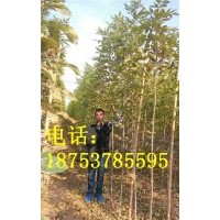 3米白蠟小苗