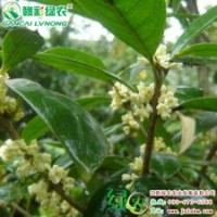 日香桂 國寶奇花 桂花小苗供應|批發(fā)|零售 園林綠化、美化 |江西