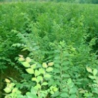 櫸樹(shù)批發(fā)中心,安徽宣城晴虹苗木基地