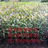 批發(fā)大量黃金熊貓樹 櫻花、檀香、大葉杜英、中葉杜英、尖葉杜英