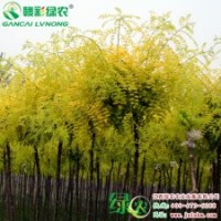 金葉國槐 綠化苗木 彩葉樹小苗 金葉國槐樹苗供應(yīng)包存活