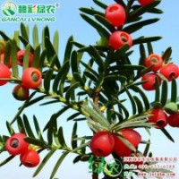 曼地亞紅豆杉（紫科一號） 凈化空氣、含“紫杉醇”最高的黃金植