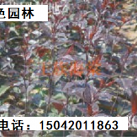 2年生王族海棠苗、王族海棠成品樹