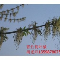 青竹復(fù)葉槭開花