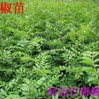 花椒苗多少錢