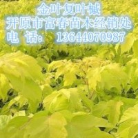 供應(yīng)金葉復(fù)葉槭小苗|東北遼寧金葉復(fù)葉槭基地價(jià)格哪里買