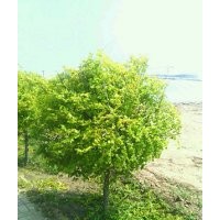 金葉榆對(duì)寒冷有極強(qiáng)的適應(yīng)性