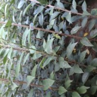 熱賣優(yōu)質(zhì)櫻花苗，紅葉櫻花苗