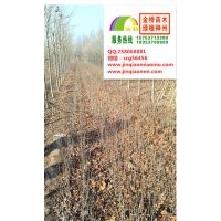 白蠟成品苗清地價出售