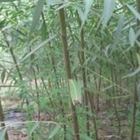 河北柳樹、保定柳樹、河北饅頭柳、保定饅頭柳