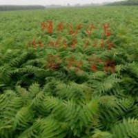 北欒苗，國槐苗，椿樹苗，榆樹苗等。。。。