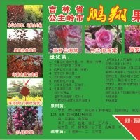 供應(yīng)金葉榆、白蘭地、皇家雨點(diǎn)海棠、牡丹海棠、珠穆朗瑪海棠、雞