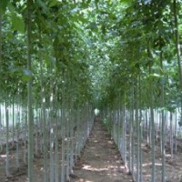 國(guó)槐苗 香花槐 白蠟 金葉榆