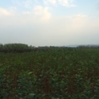 供應(yīng)紅楓、櫻花、雞爪槭、紅葉李、海棠、紫薇等各種小苗