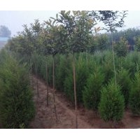 大批量供應綠化苗木
