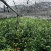 南方紅豆杉