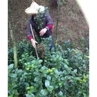泉州茶花，泉州果樹苗基地，供應(yīng)泉州五彩茶花