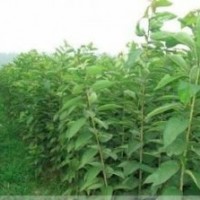 櫻花苗價格