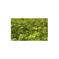 供應(yīng)青錢柳小苗、