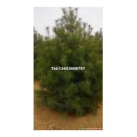 供白皮松小苗