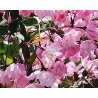 2-8公分垂絲海棠苗，垂絲海棠芽苗及根接苗。