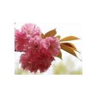 櫻花家族添新奇葩【紅葉櫻花】嫁接和扦插技術(shù)。