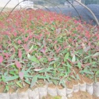 供應(yīng)速生桉樹苗，松樹苗，香樟苗，桂花苗，羅漢松苗，紅繼木，毛