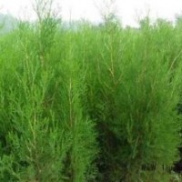 側(cè)柏扁柏香柏香柯樹廉價(jià)提供規(guī)格齊全
