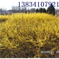 連翹苗多少錢一株？連翹苗