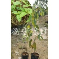 香樟芽苗,樟樹芽苗,木荷芽苗,楓香芽苗,桂花芽苗,羅漢松芽苗