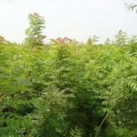 供應(yīng)黃連木小苗、3公分黃連木小苗