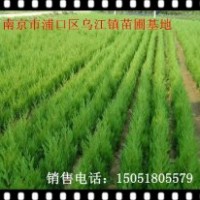 供應(yīng)蜀檜