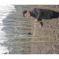 供應(yīng)3-6公分速生楊（86楊）15元 15800棵