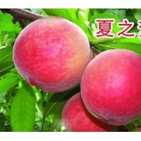 桃苗供應(yīng)商，供迎霜紅桃苗，上海蜜桃苗