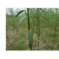 竹柳苗，當(dāng)年竹柳苗，2-5年竹柳苗。