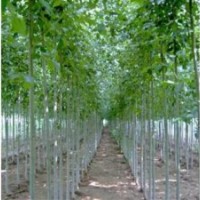 毛白楊價格及種植技術